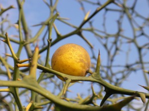 ����͉��ł��傤�H�H�ׂ���H