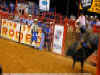 rodeo.jpg (44711 oCg)