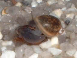 snail2000122801.JPG (23929 oCg)