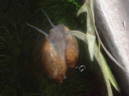 snail2001021730.JPG (22794 oCg)